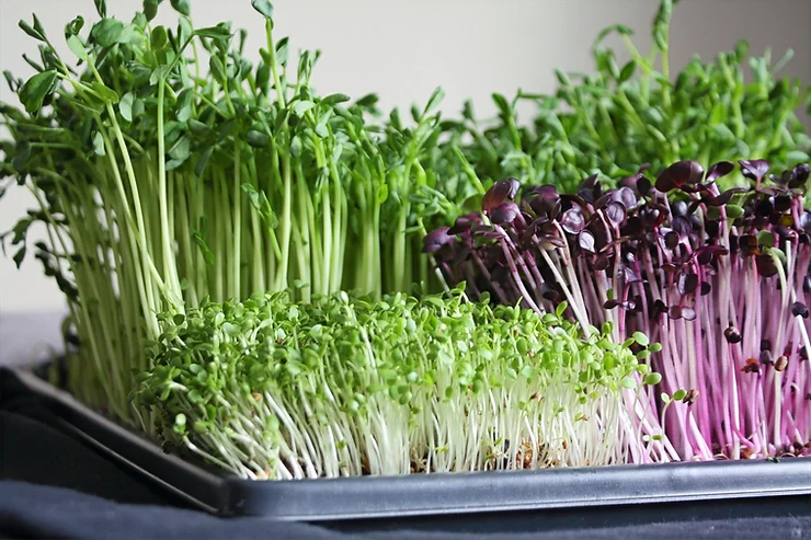 The best microgreens for boosting your immune system