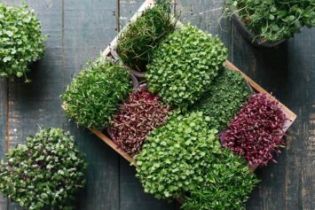 Intro to microgreens